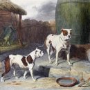 경남가축개량소 | 경남불독분양 전국최고퀄리티