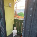 슈가독살롱 이미지