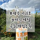 [제주도여행] 제주도 귤따기체험 제주 서귀포 감귤 체험 구들농장 구들민박감귤체험농장 후기
