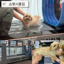 쇼펫시흥점 강아지재활｜슬개골 강아지 수중트레드밀 후기