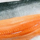 헬로연어 이미지