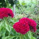 맨드라미 화단 이미지