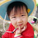 봄맞이 꽃그림 보태니컬 아트 이미지