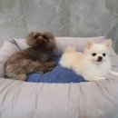 우주펫살롱 이미지