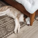 댕큐양양 이미지