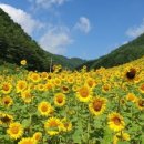 해바라기 이미지