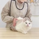 파주고양이 미용실 이미지