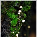 숲속의작은마을 이미지