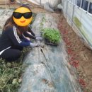 진배농장 이미지