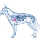 도안동물병원 이미지