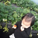 표씨농장 이미지