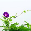 춘하추동 이미지