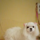 성내동물병원 이미지