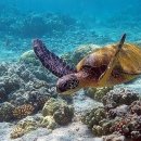 청춘치킨 이미지