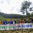 낙엽송숲 이미지