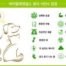 바이탈포뮬라