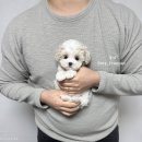 강남강아지 이미지