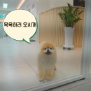 꼬씨와 펫살롱 이미지