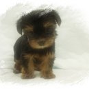 견우애견 이미지