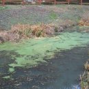 신상동 인공습지 이미지