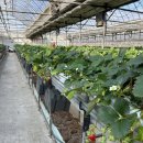 영일 농장 | 김포 영일 딸기체험농장