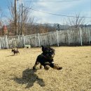 컴투펫 위탁보호센터 인천점 | 지인의 행복한 입양 후기! 대천유기견보호소에서 만난 천사견 이야기