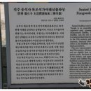 진주 정평리 무환자나무 이미지