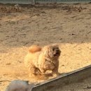 슈가멍 이미지