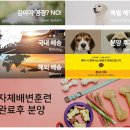 요기독강아지분양고양이분양수원