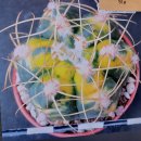 유럽 실생 대형Astrophytum myriostigma(난봉옥)과 기타 선인장금 등 이미지