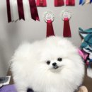 라페트 폼 이미지