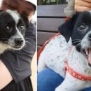 바둑이농장 이미지