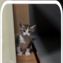 컴투펫 위탁보호센터 이미지