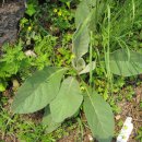 우단담배풀(모예초:기관지염.충수염) 이미지