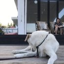 와하하 게스트하우스 | 제주도 포선 와하하게스트하우스 1박 후기
