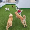 개만세 유치원(대형견) 이미지