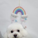 스타애견미용 이미지