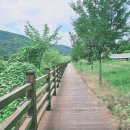 솔숲공원 이미지