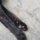 까망 곰 젤리 이미지