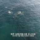 2023년 1월 30일 제주 남방큰돌고래 모니터링 이미지