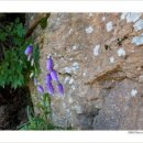 하도소리 이미지