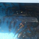 하모리-38 이미지