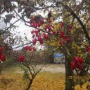 구례향기 이미지