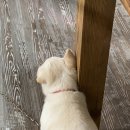 장성성산초등학교 | 여름철 보양식은 여기에서! 장성 ‘김가네 황칠 해신탕’