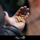 군산시강냉이 이미지