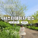 제주 샤스타데이지 명소 추천 제주동화마을 데이지 개화 후기