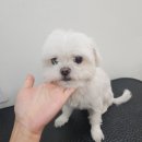 아지애견 이미지