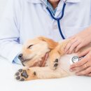 24시SNC동물메디컬센터 이미지