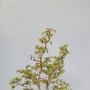 소사