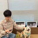 허브동물병원 | 강아지 치과 - 강남예치과동물병원 - 동물치과전문, 강아지치과검진